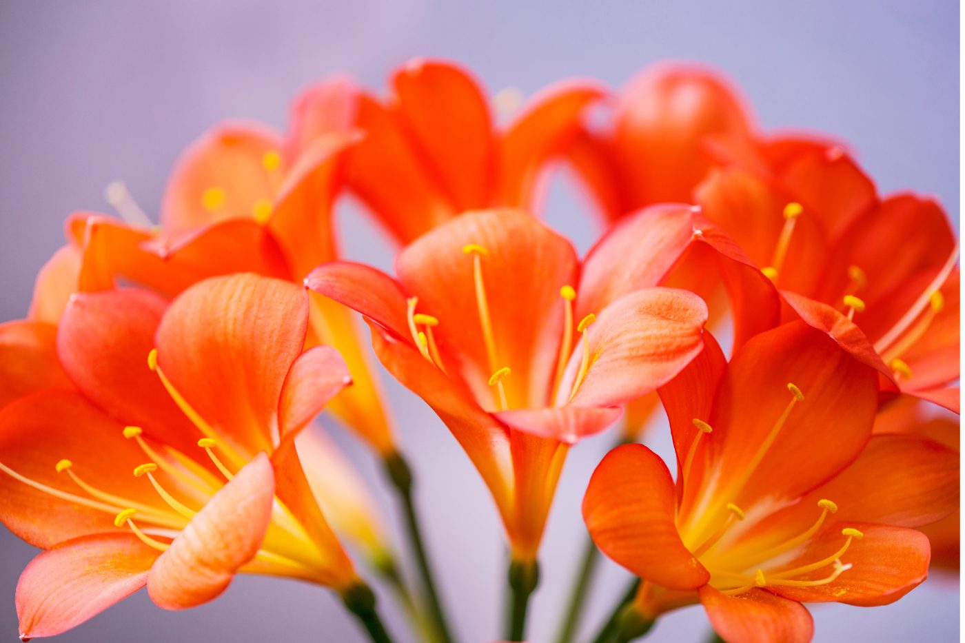 Open, trumpet-shaped orange Clivia flowers with paler throats