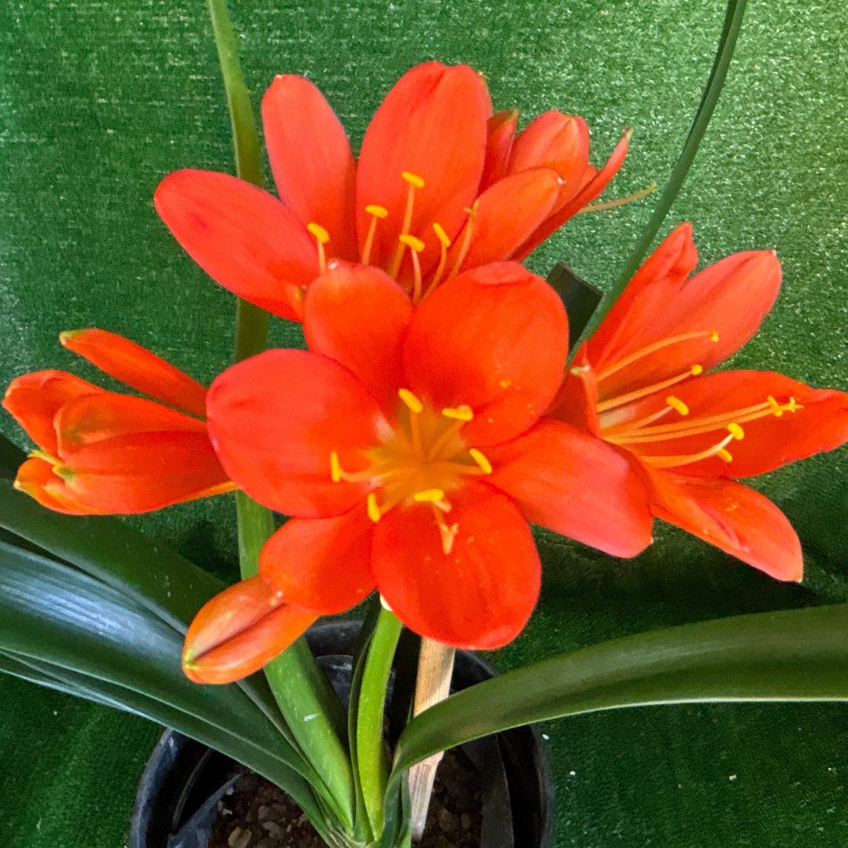 Clivia miniata 'Babylon' - broad-leaf scarlet-orange, flowering size