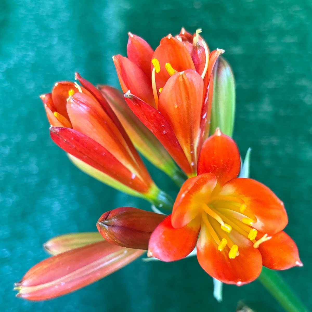 'Rooi' Red-Orange Clivia miniata - flowering size