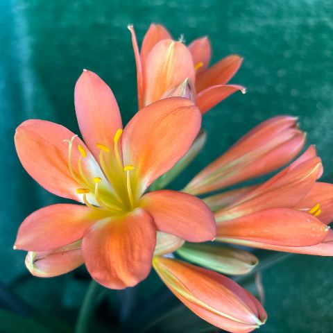Light Orange Clivia with Green Throat - Flowering Size