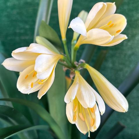 Clean Yellow Clivia miniata - full umbel, two fans