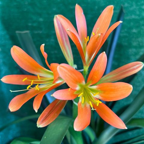 Clivia miniata 2A16/146 'Lemon Mary' Line - Orange-Flowered Selection
