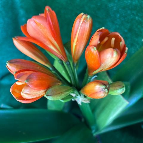 Clivia 'Red Green Coy' B.B. Sibling 1 - broad-leaf selection, flowering size
