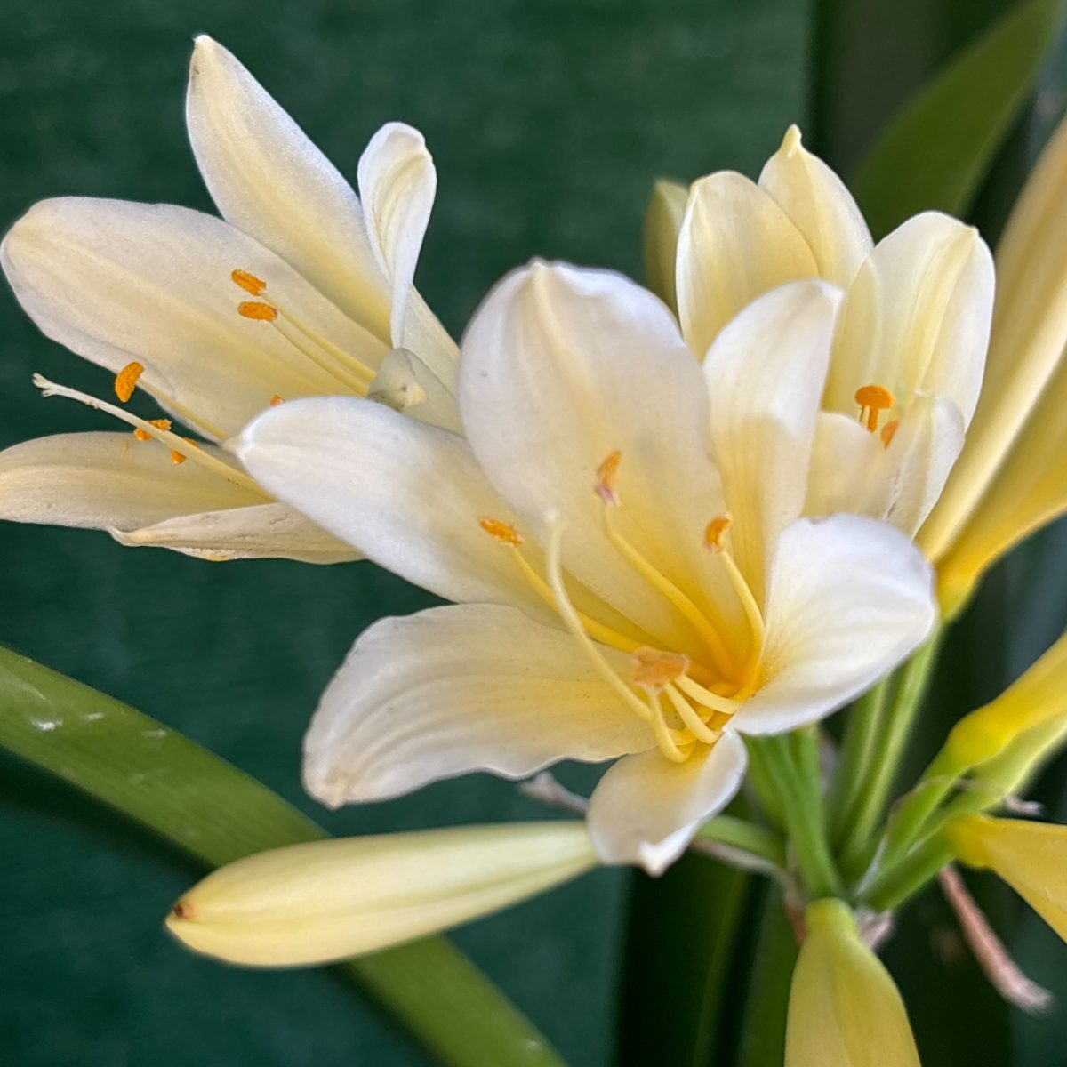 Cream-Yellow Clivia - Flowering Size, Open Star Form