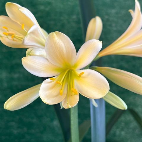 Peach Green-Throat Clivia - Mature Multi-Fan Clump