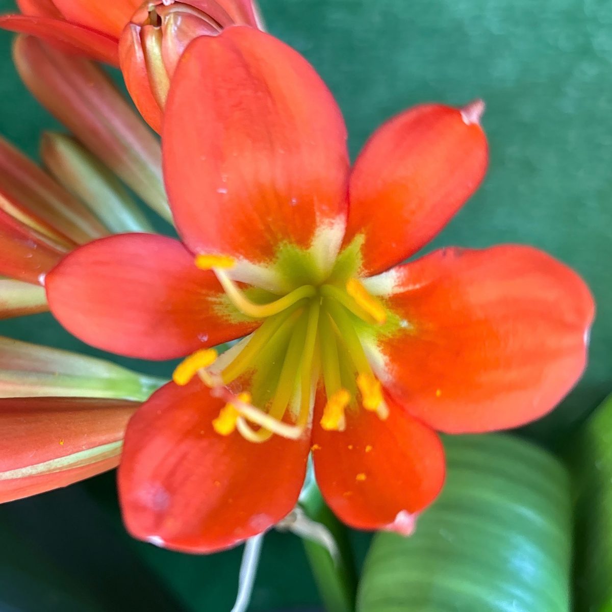 Bronze Green Throat Clivia miniata
