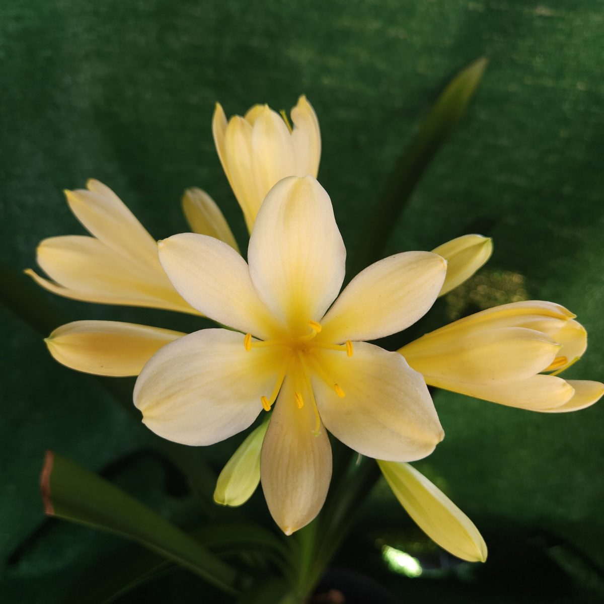 Peach Clivia miniata
