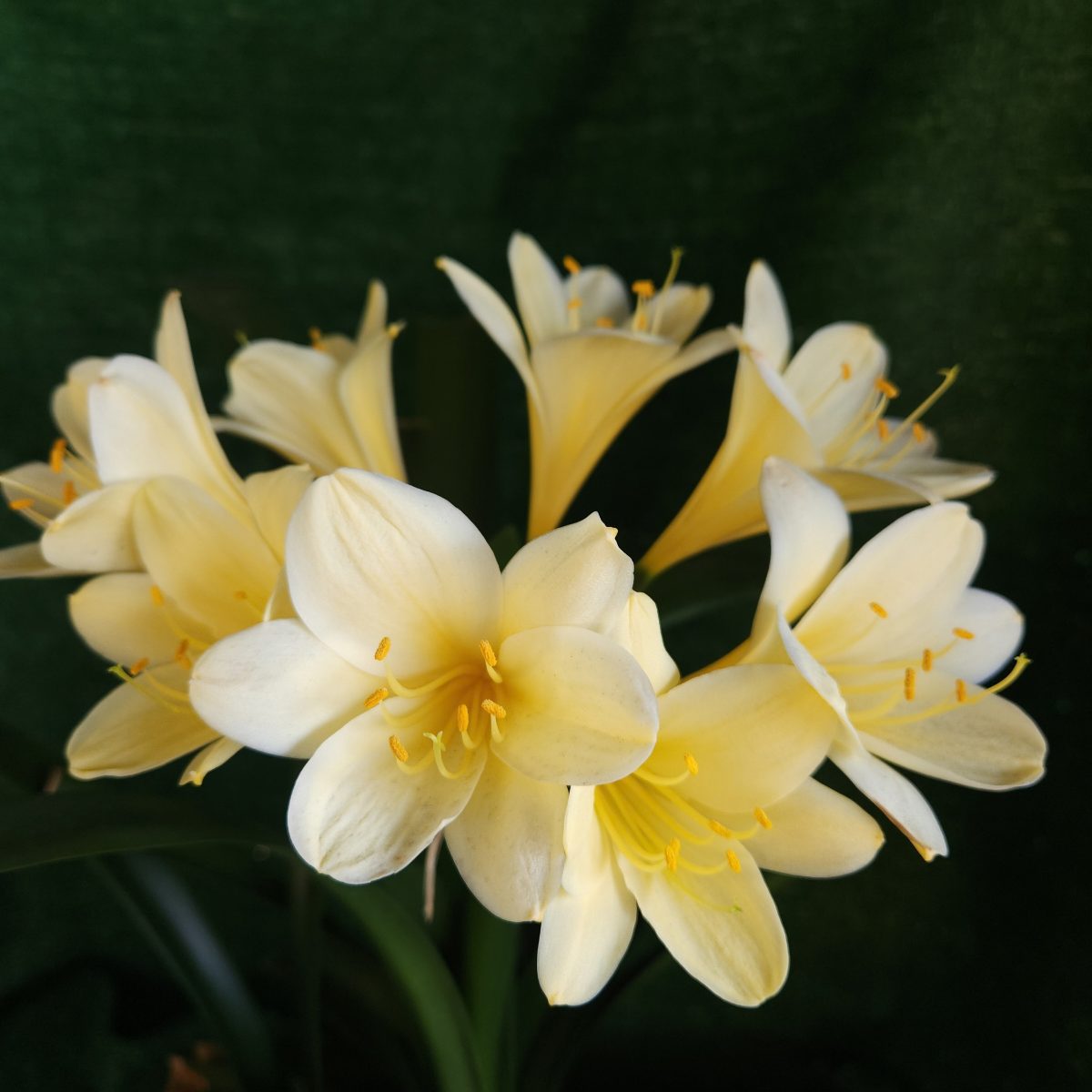 Yellow Clivia miniata