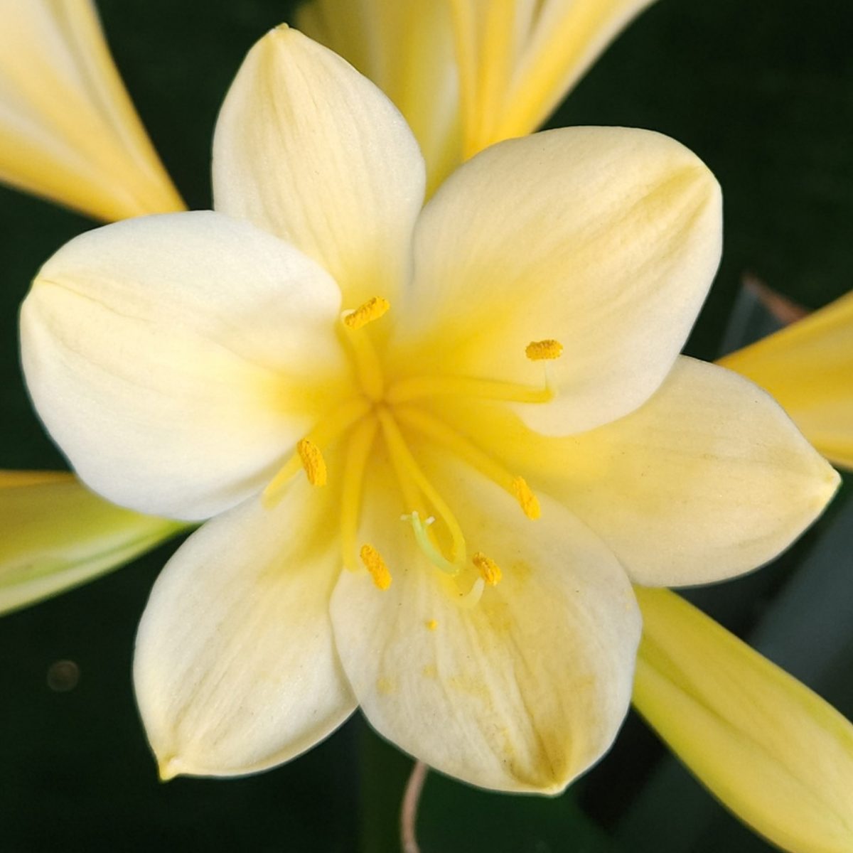 Yellow Clivia miniata