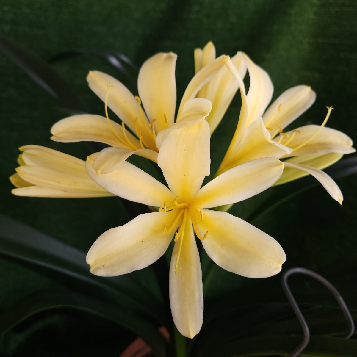 Yellow Clivia miniata