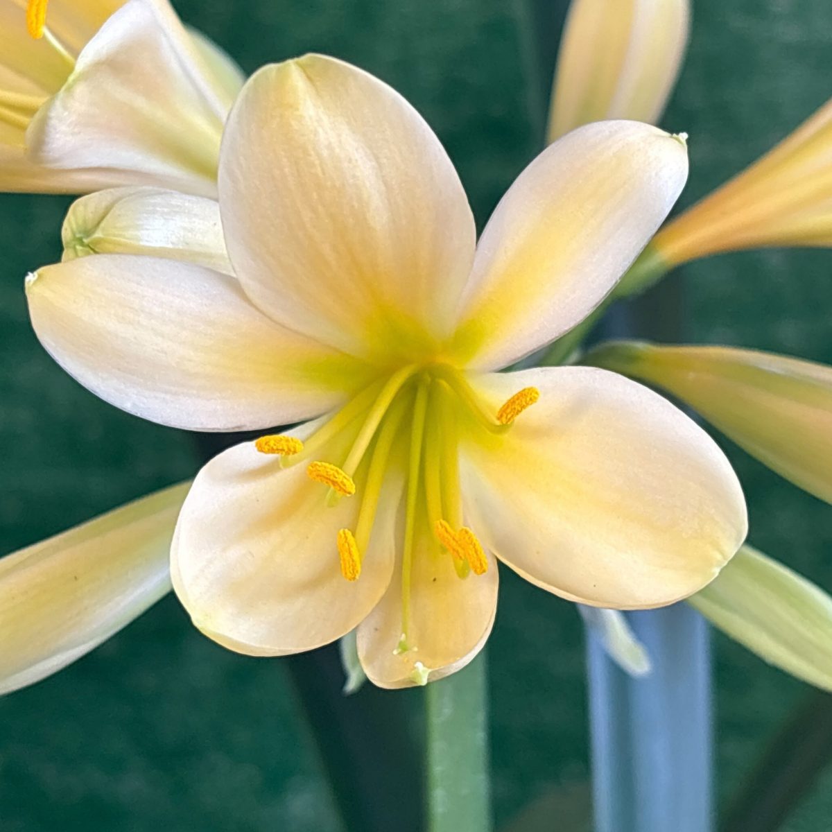 Peach Green Throat Clivia miniata