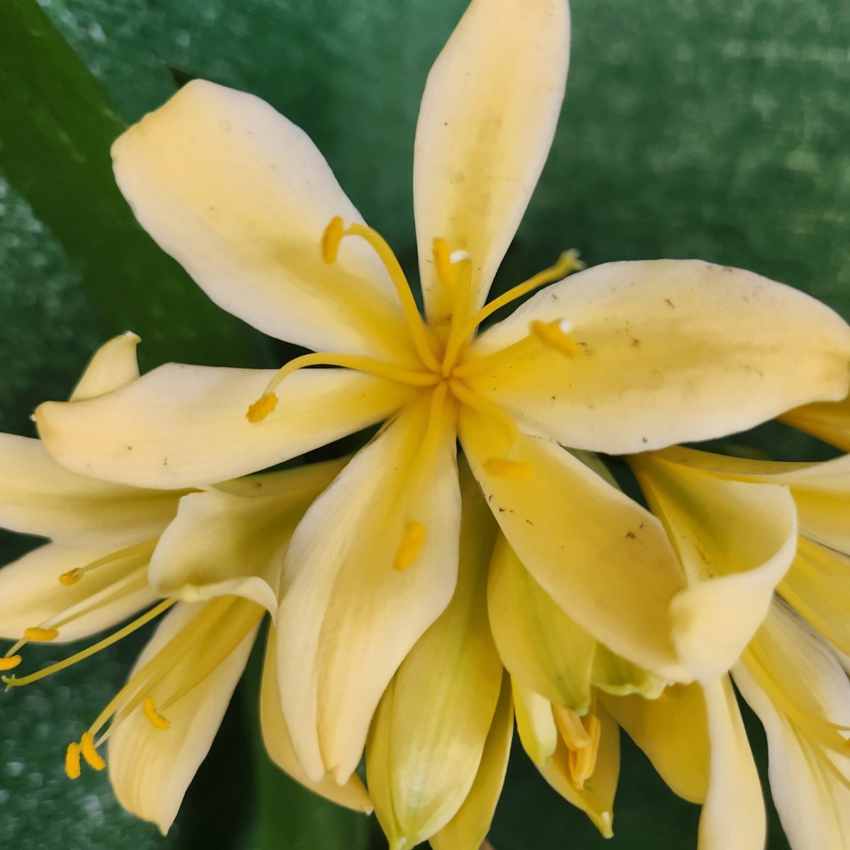 Yellow Green Back Clivia miniata