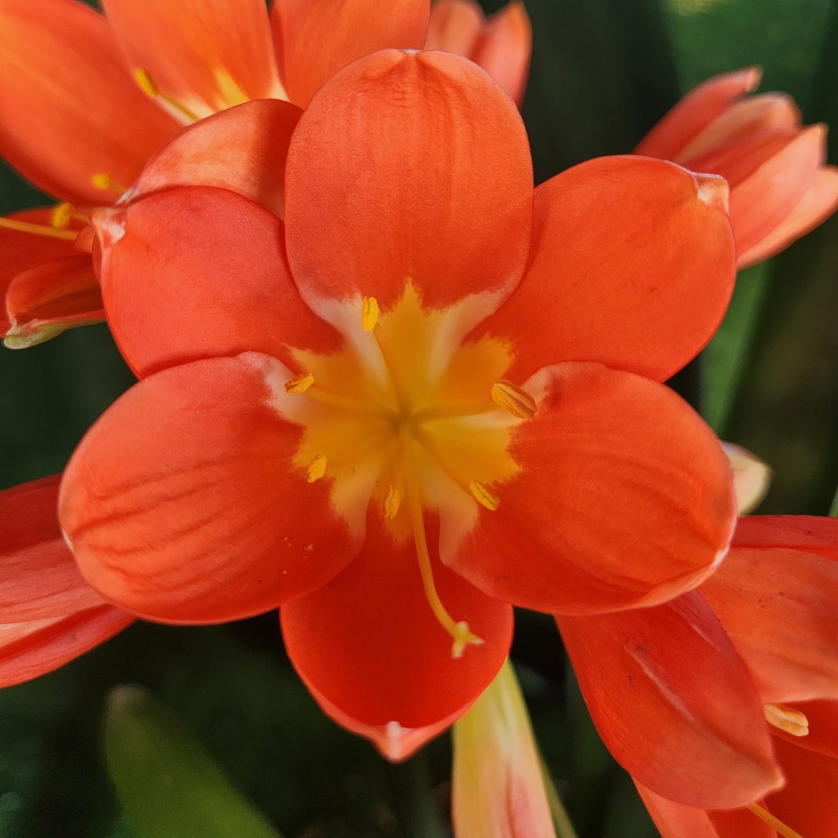 Bicolor Orange Clivia miniata