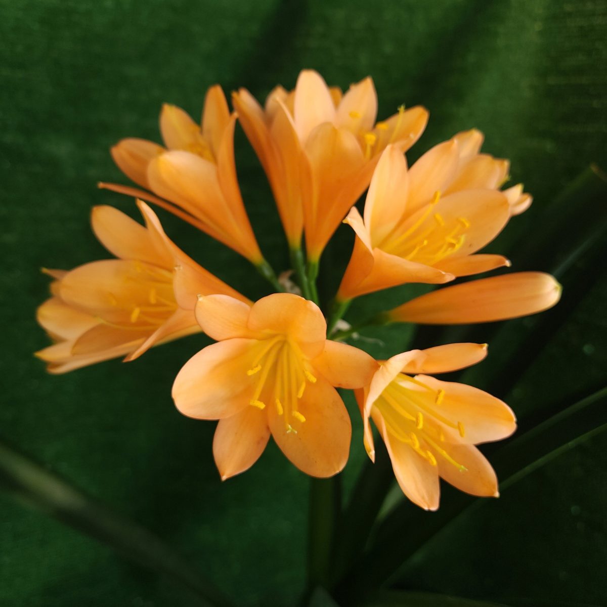 Peach Clivia miniata