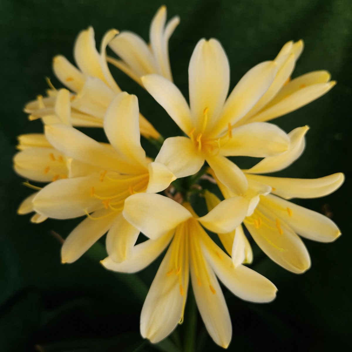 Yellow Clivia miniata