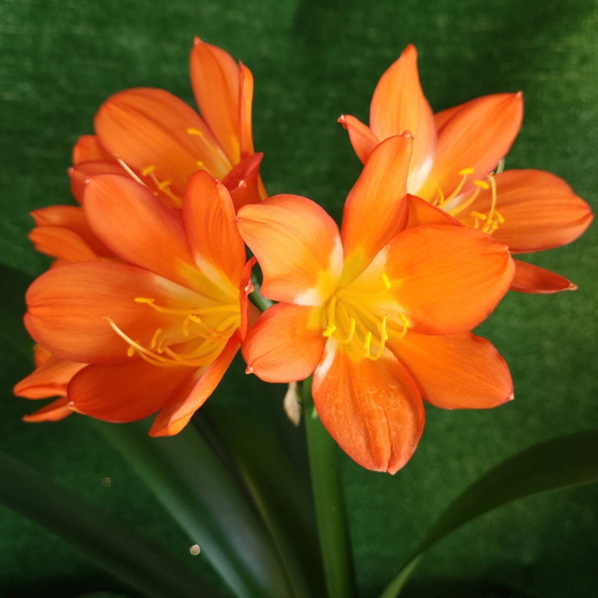 Orange Clivia miniata