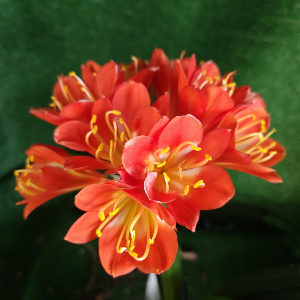 Orange Clivia miniata
