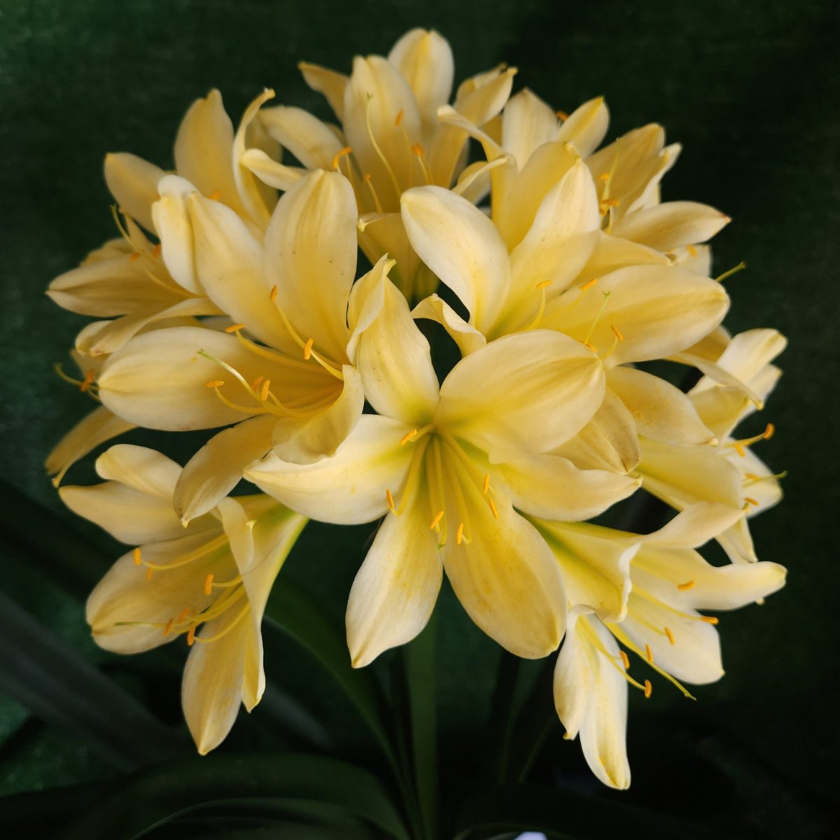 Yellow Green Throat Clivia miniata