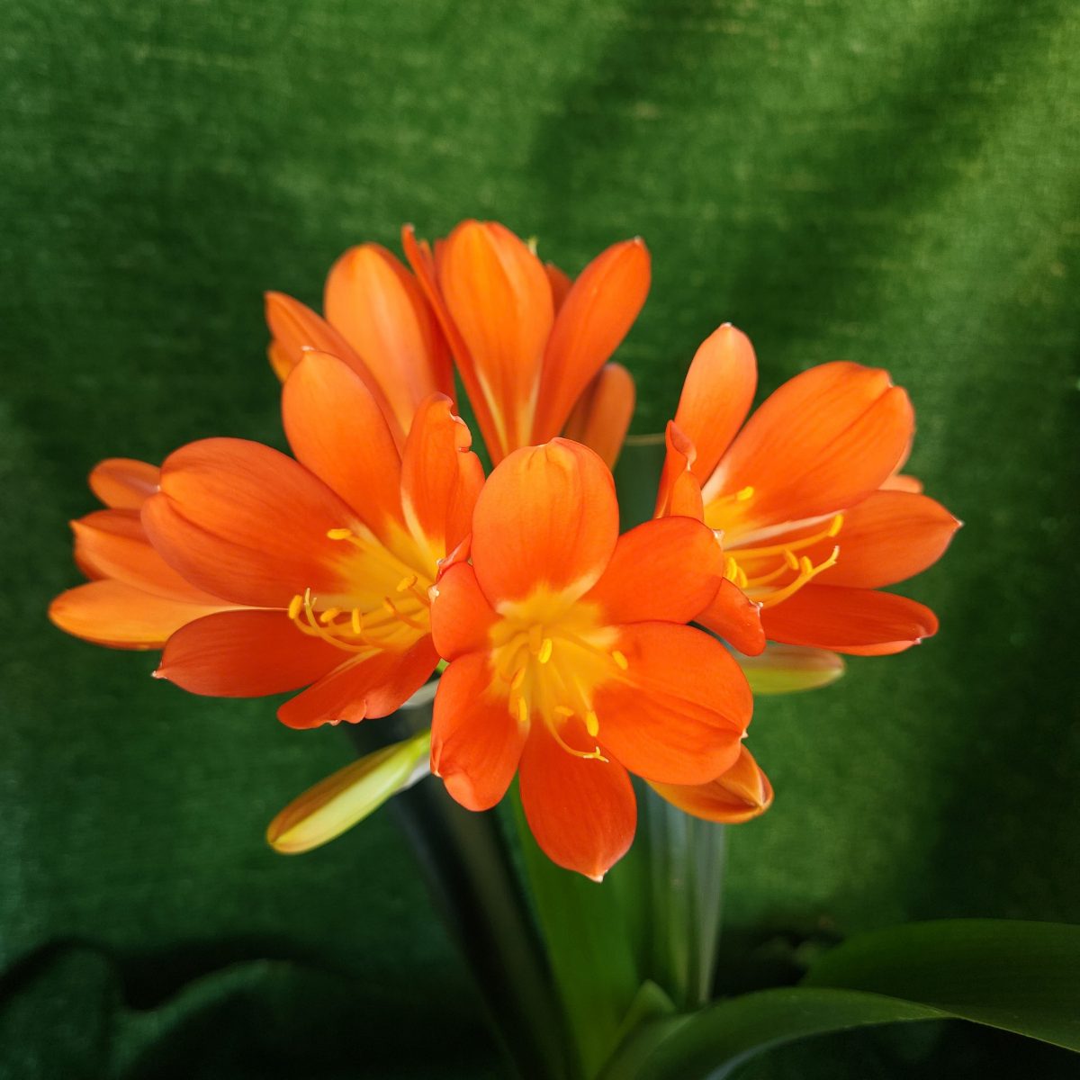 Orange Clivia miniata