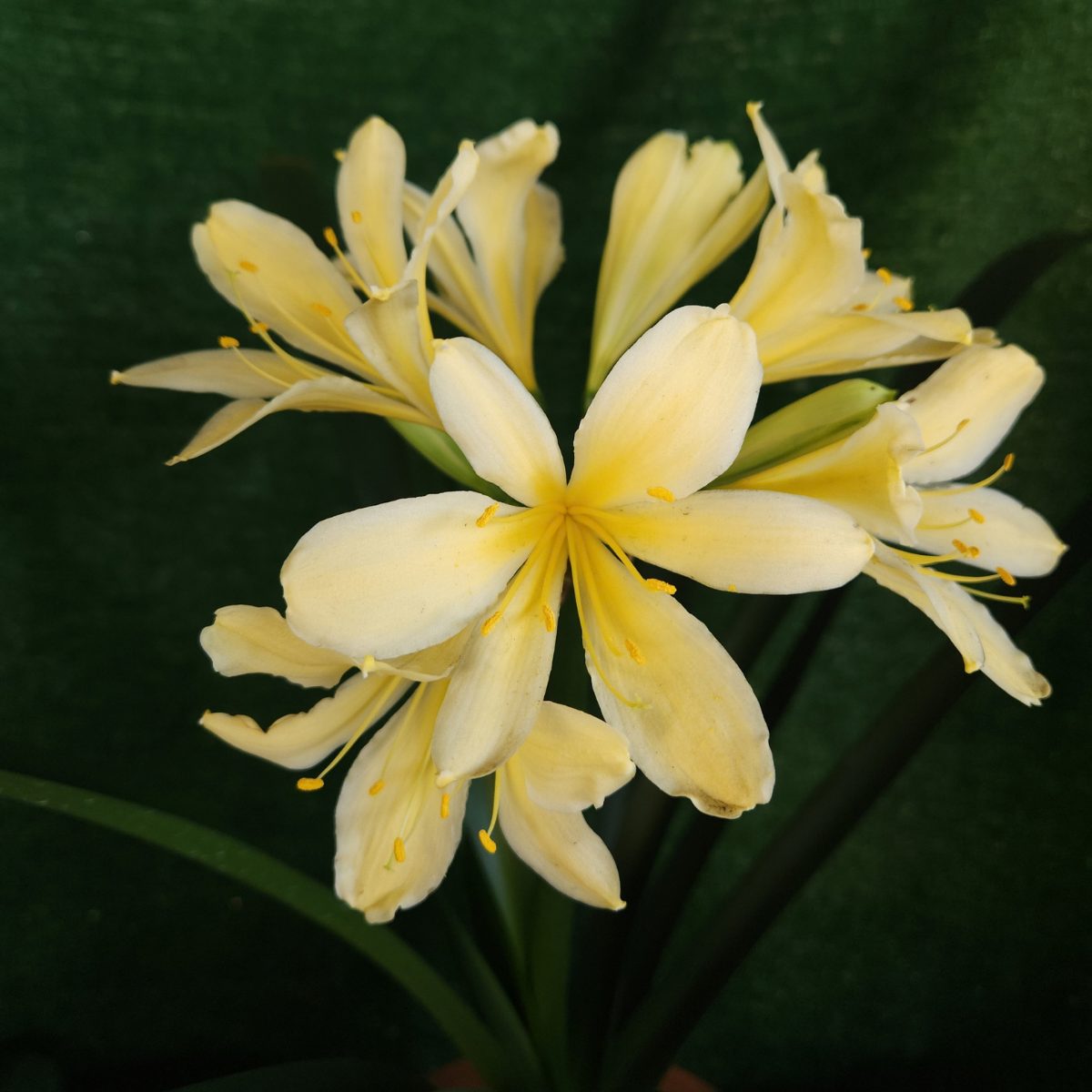 Yellow Clivia miniata