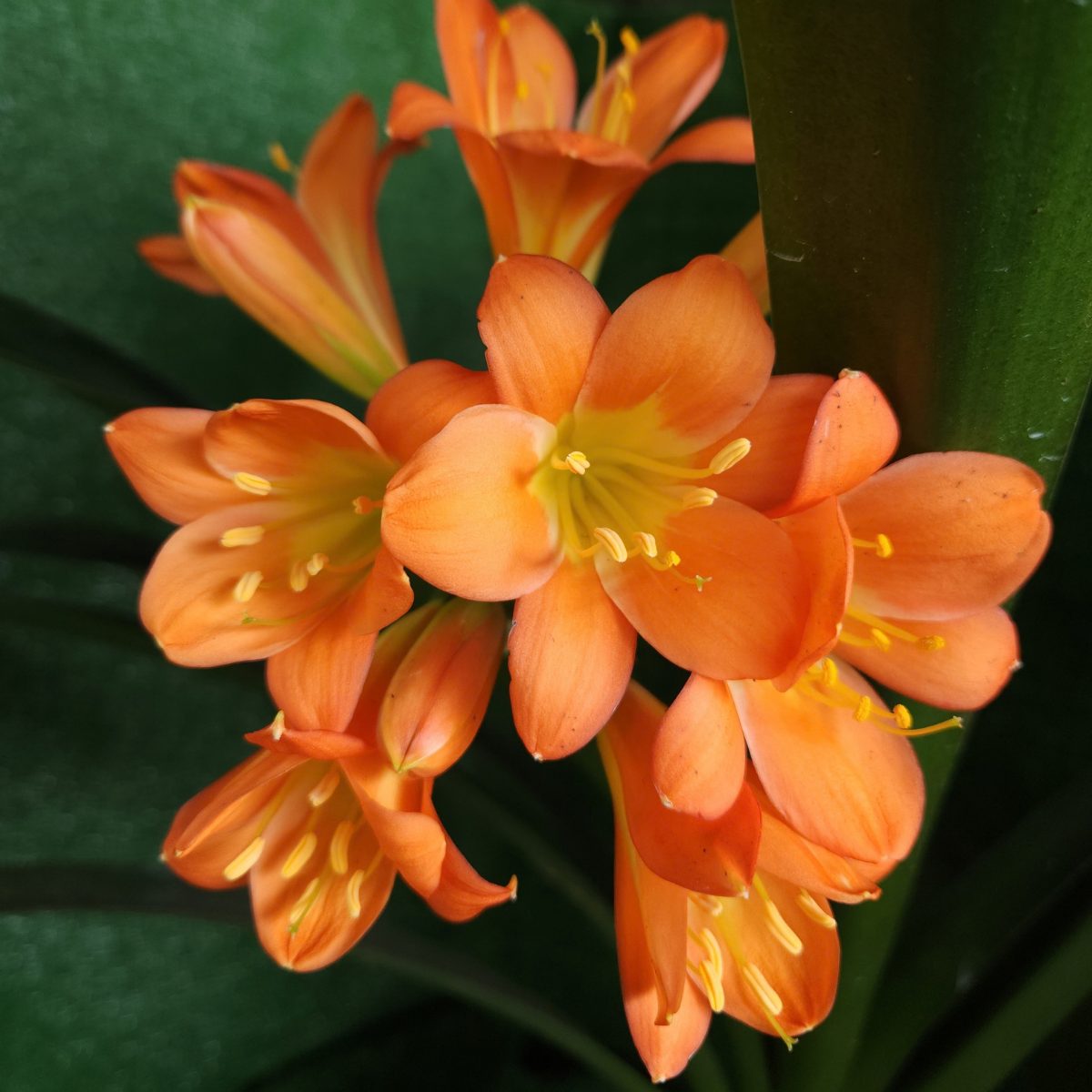 Apricot Clivia miniata