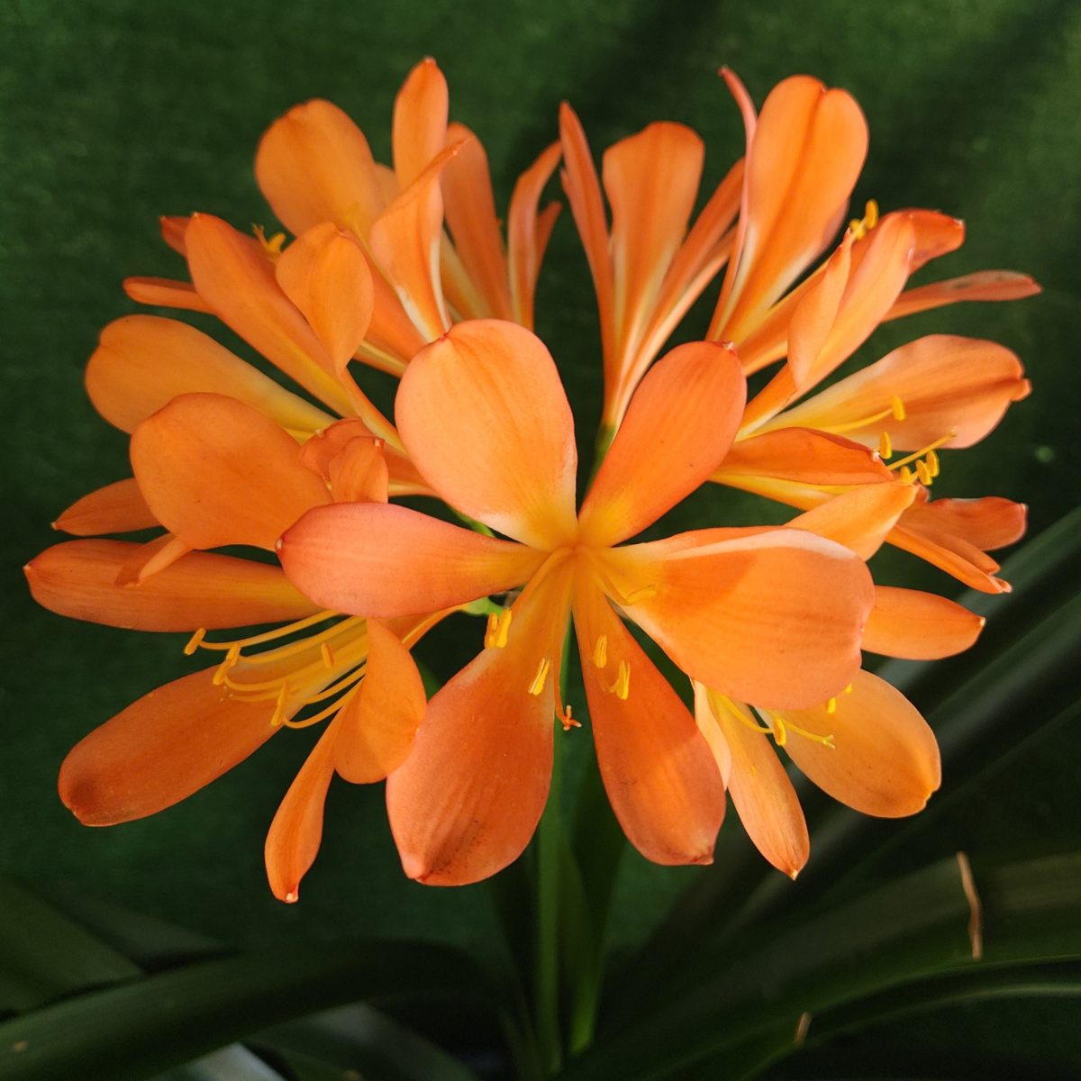Light Orange Clivia miniata