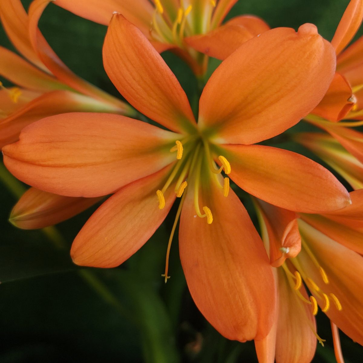 Orange Green Throat Clivia miniata