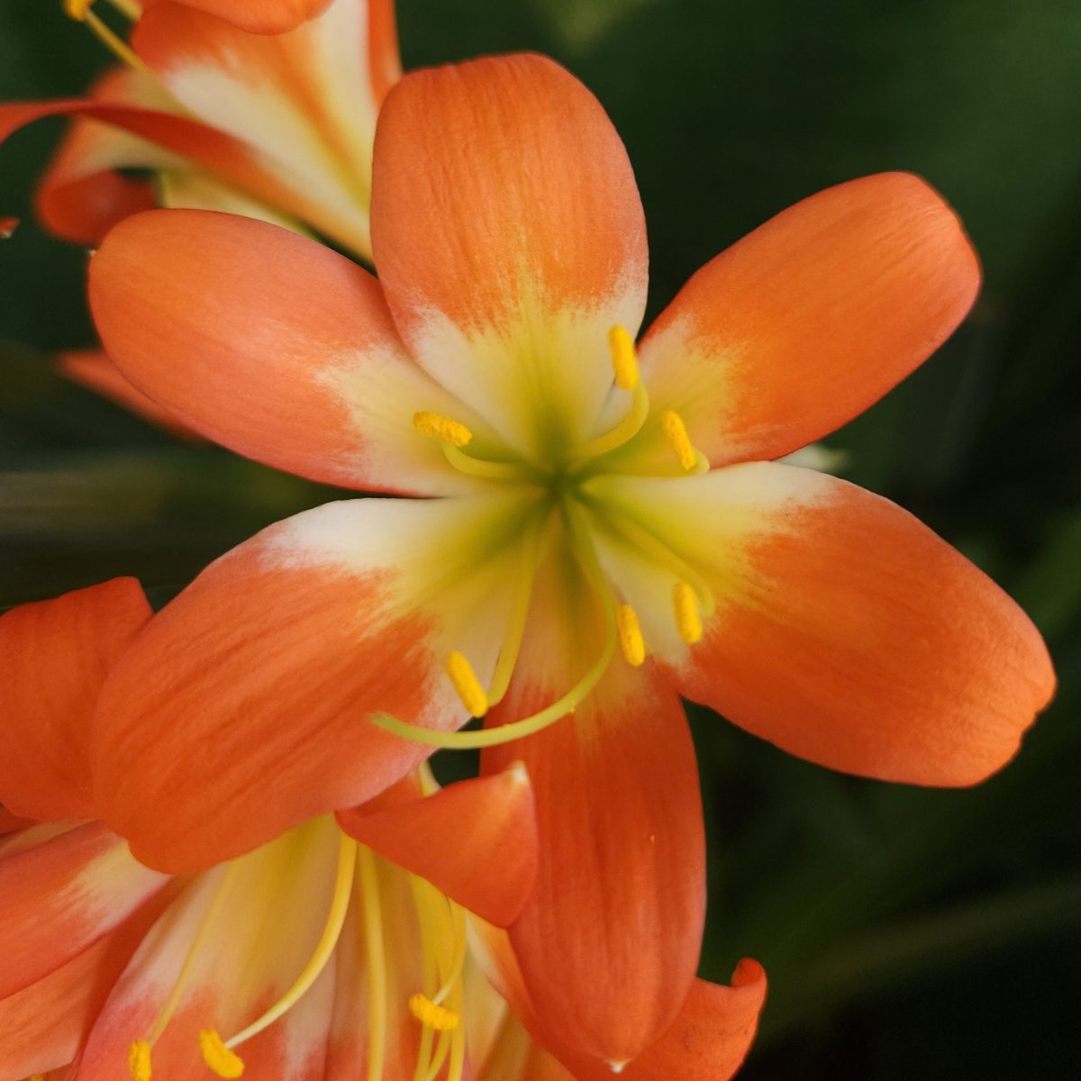 Orange Green Throat Clivia miniata