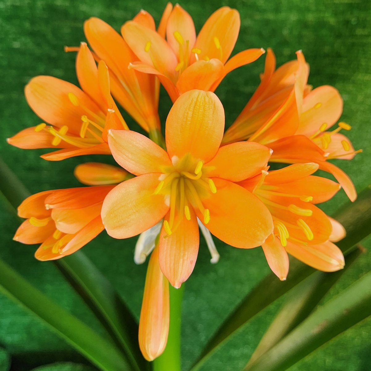 Apricot Clivia miniata