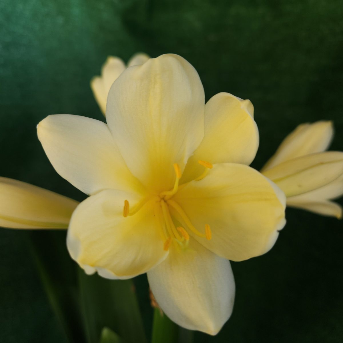 Yellow Clivia miniata