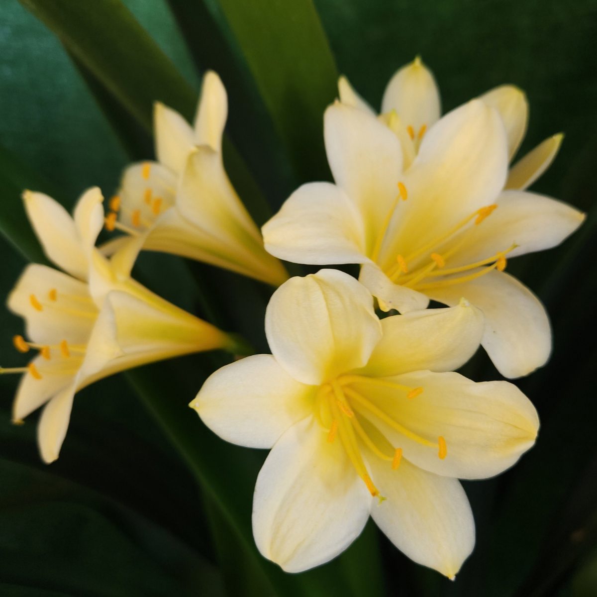 Yellow Green Throat Clivia miniata