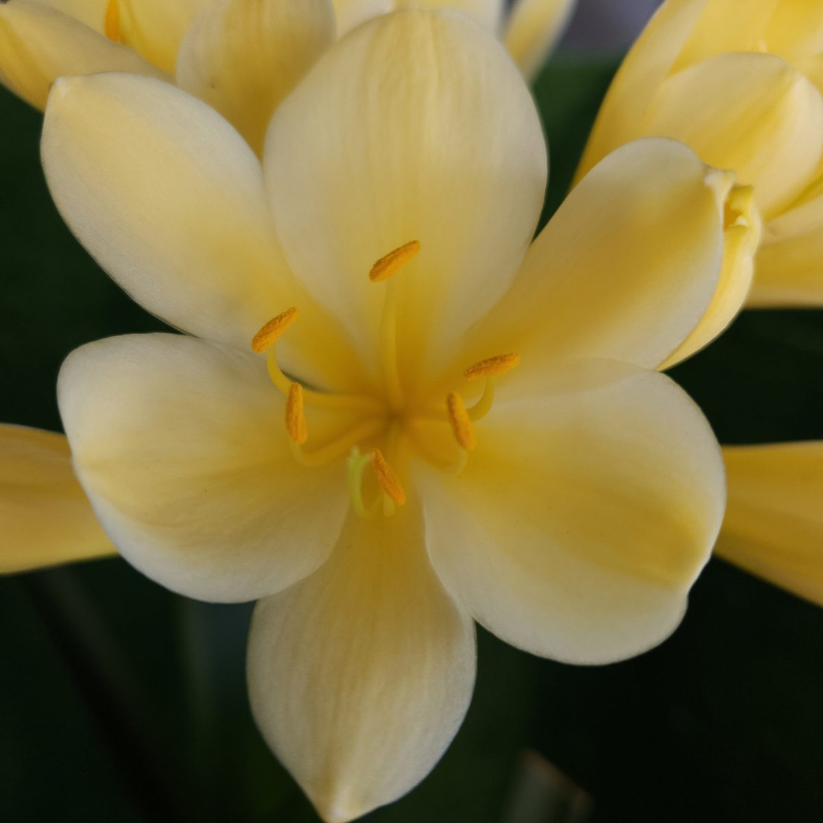 Yellow Clivia miniata