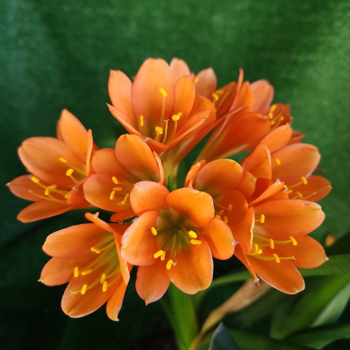 Orange Green Throat Clivia miniata