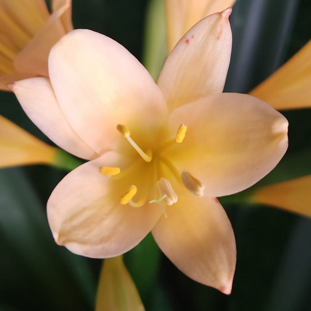Peach Clivia miniata