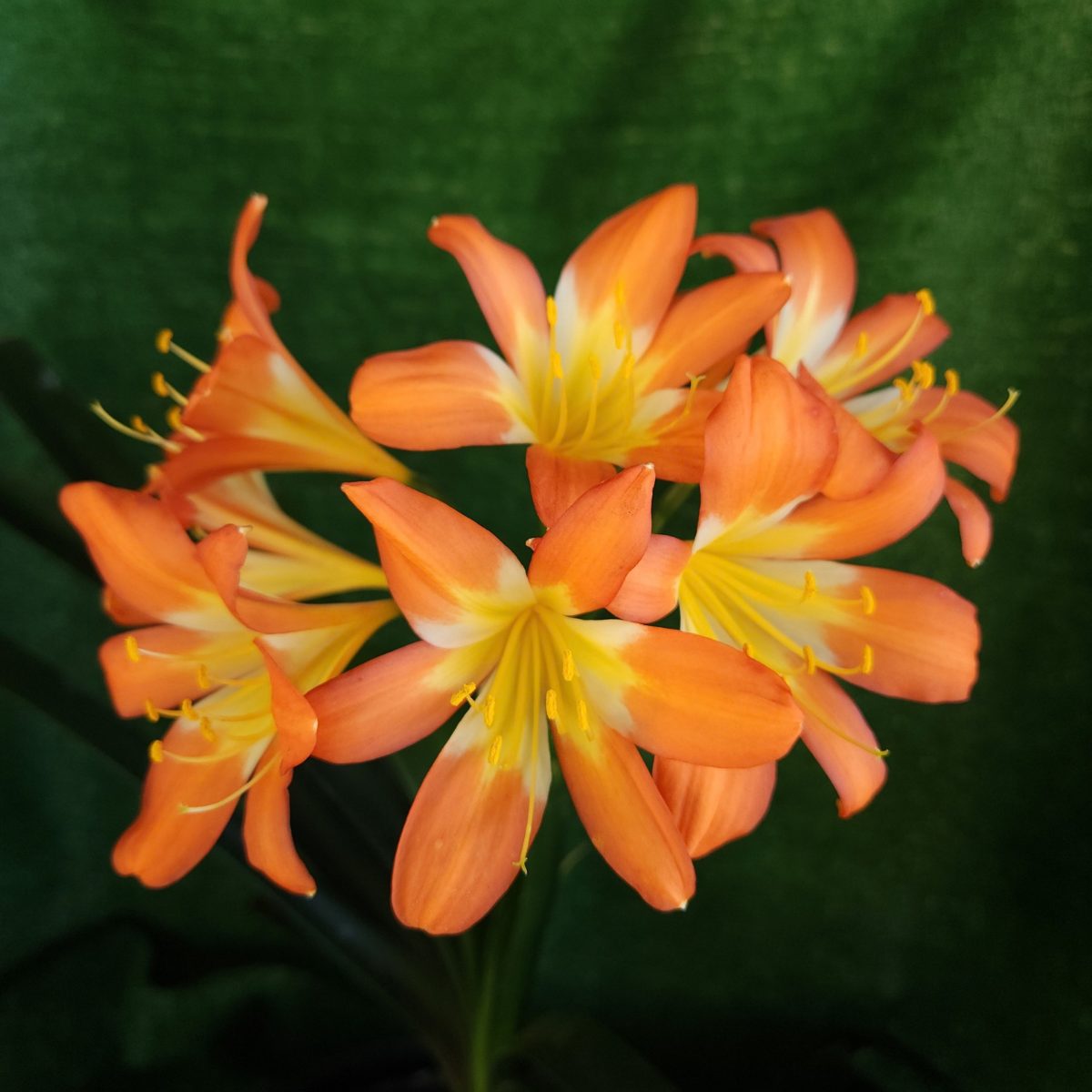 Bicolor Orange Clivia miniata