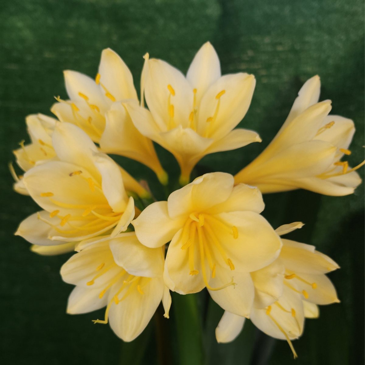 Yellow Clivia miniata