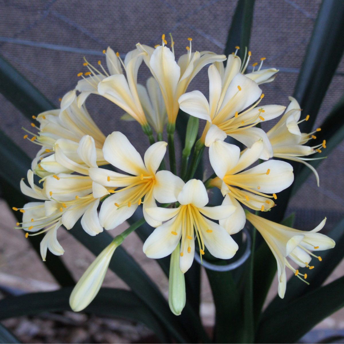 Yellow Clivia miniata