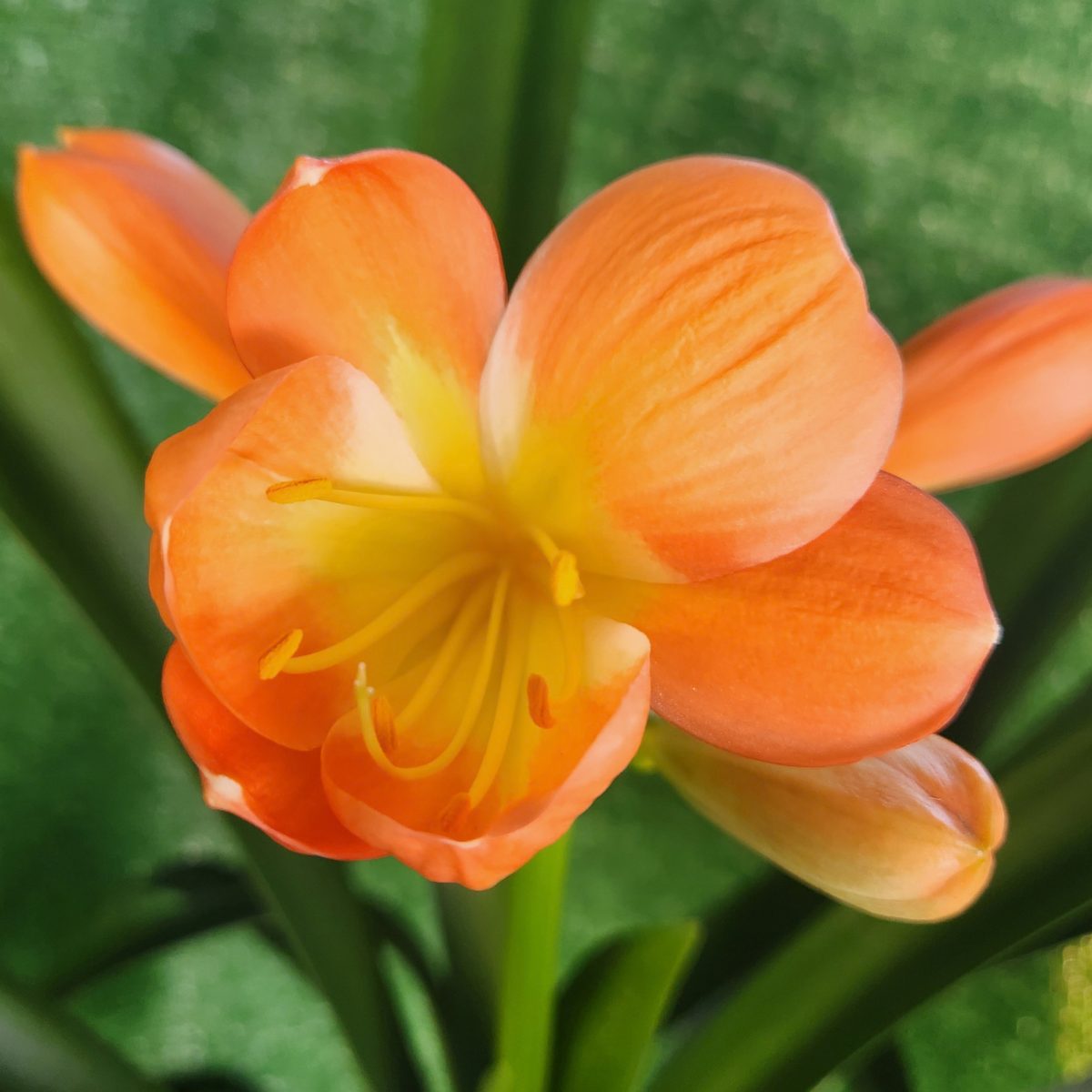 Bicolor Orange Clivia miniata