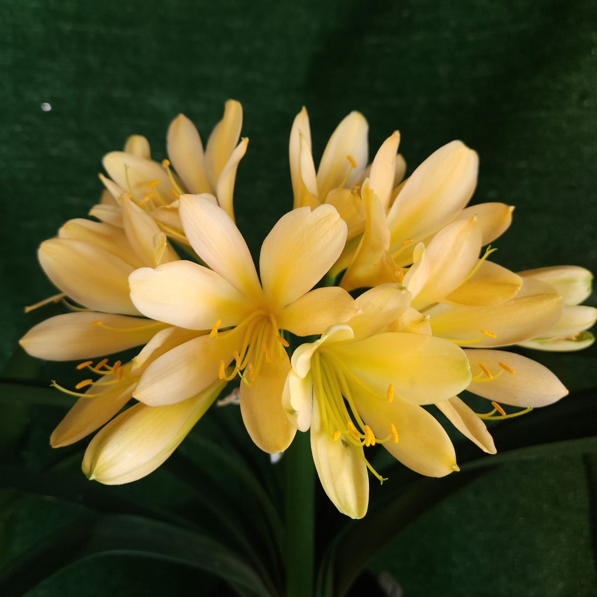 Peach Clivia miniata