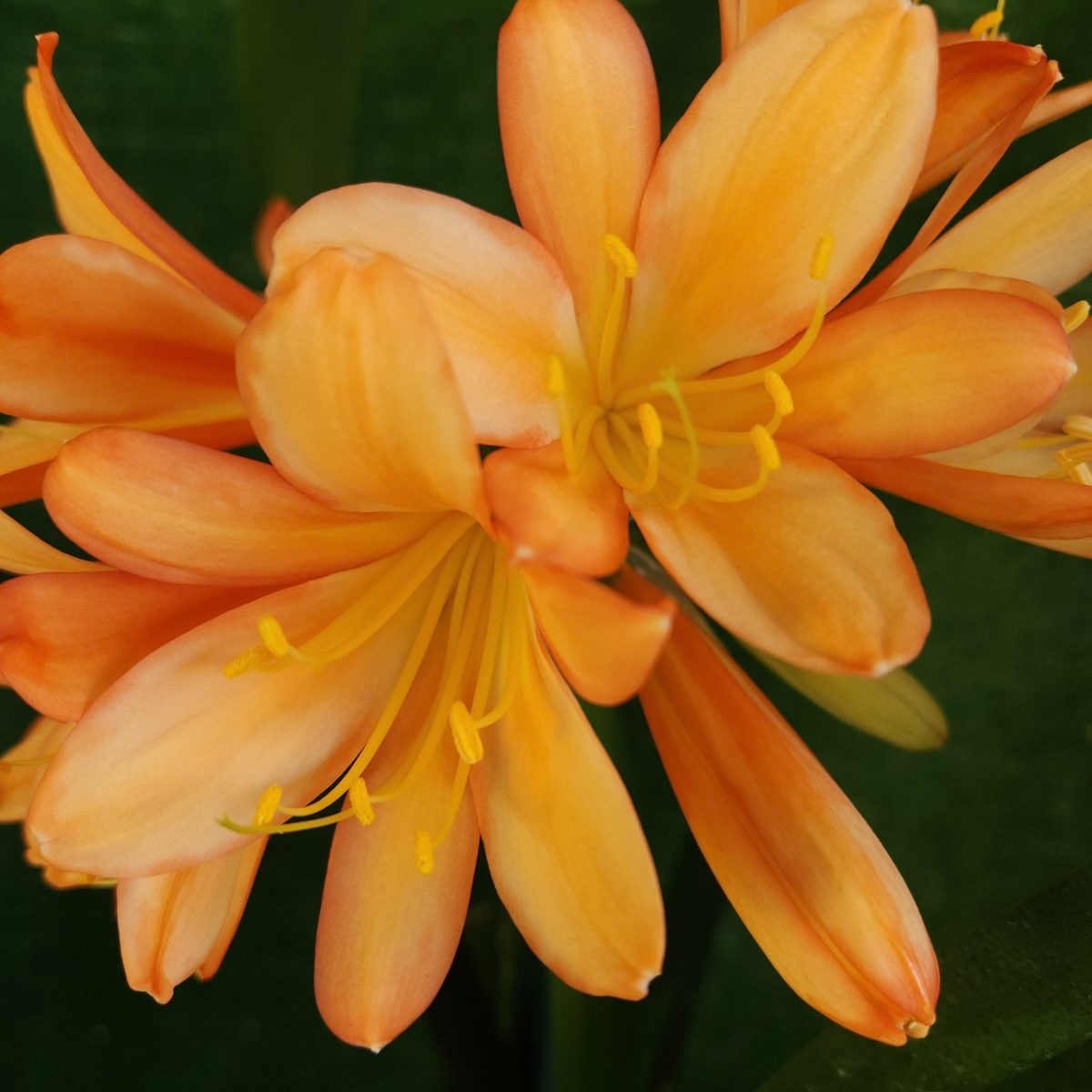 Ghost Water Colour Pink Clivia miniata