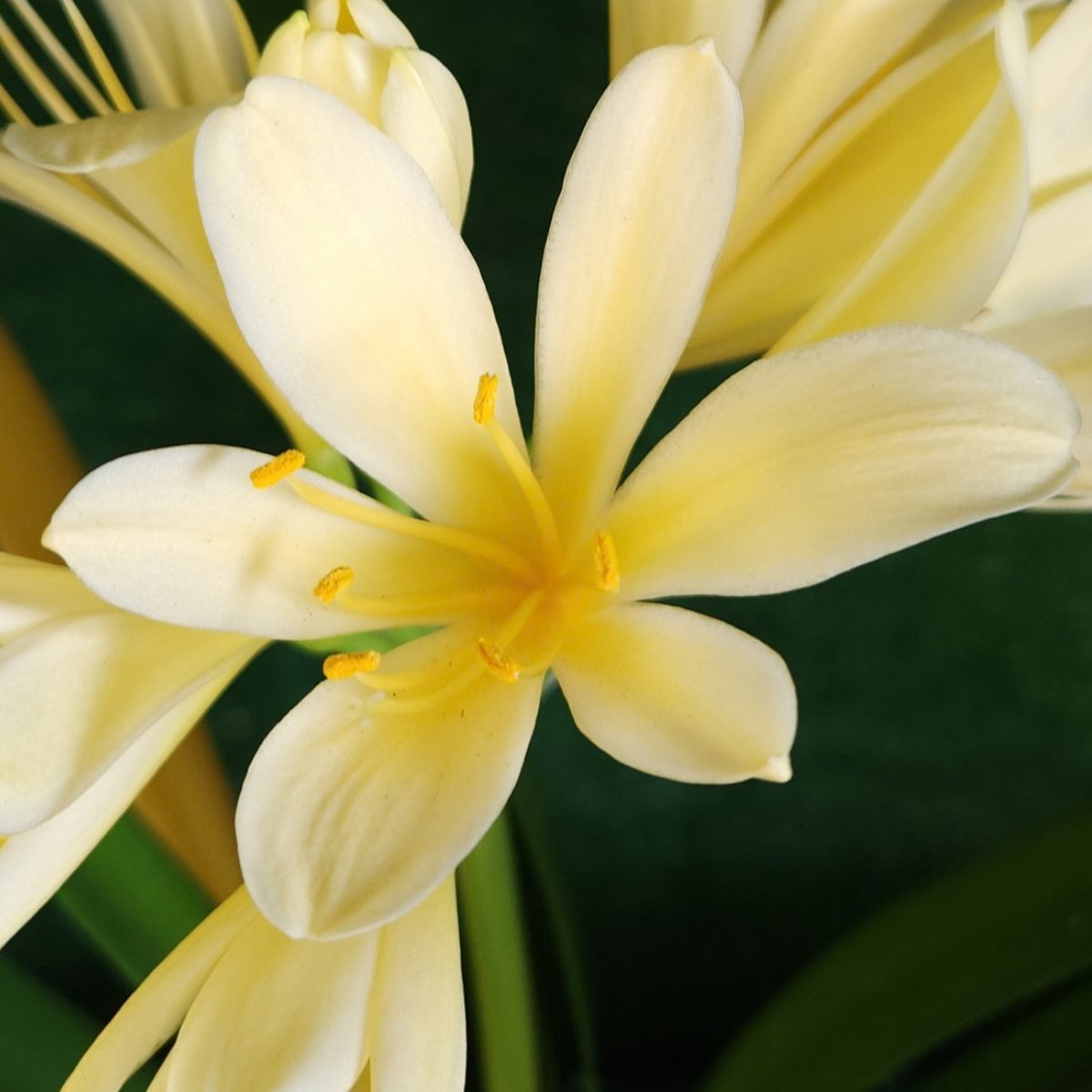 Yellow Clivia miniata
