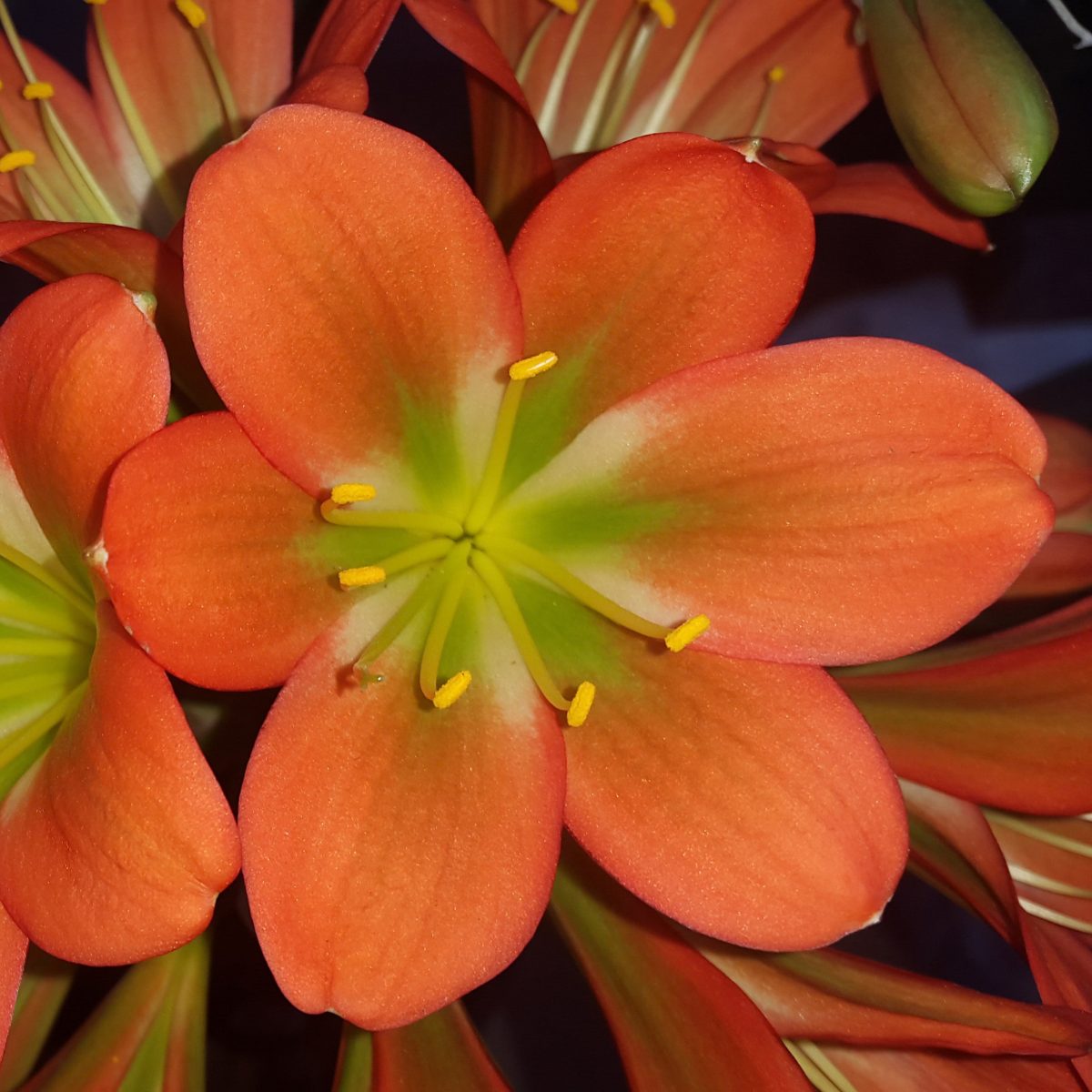 Orange Green Throat Clivia miniata
