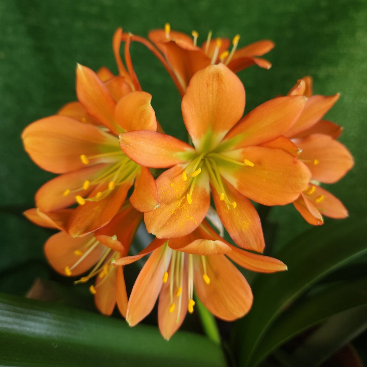 Bronze Green Throat Clivia miniata