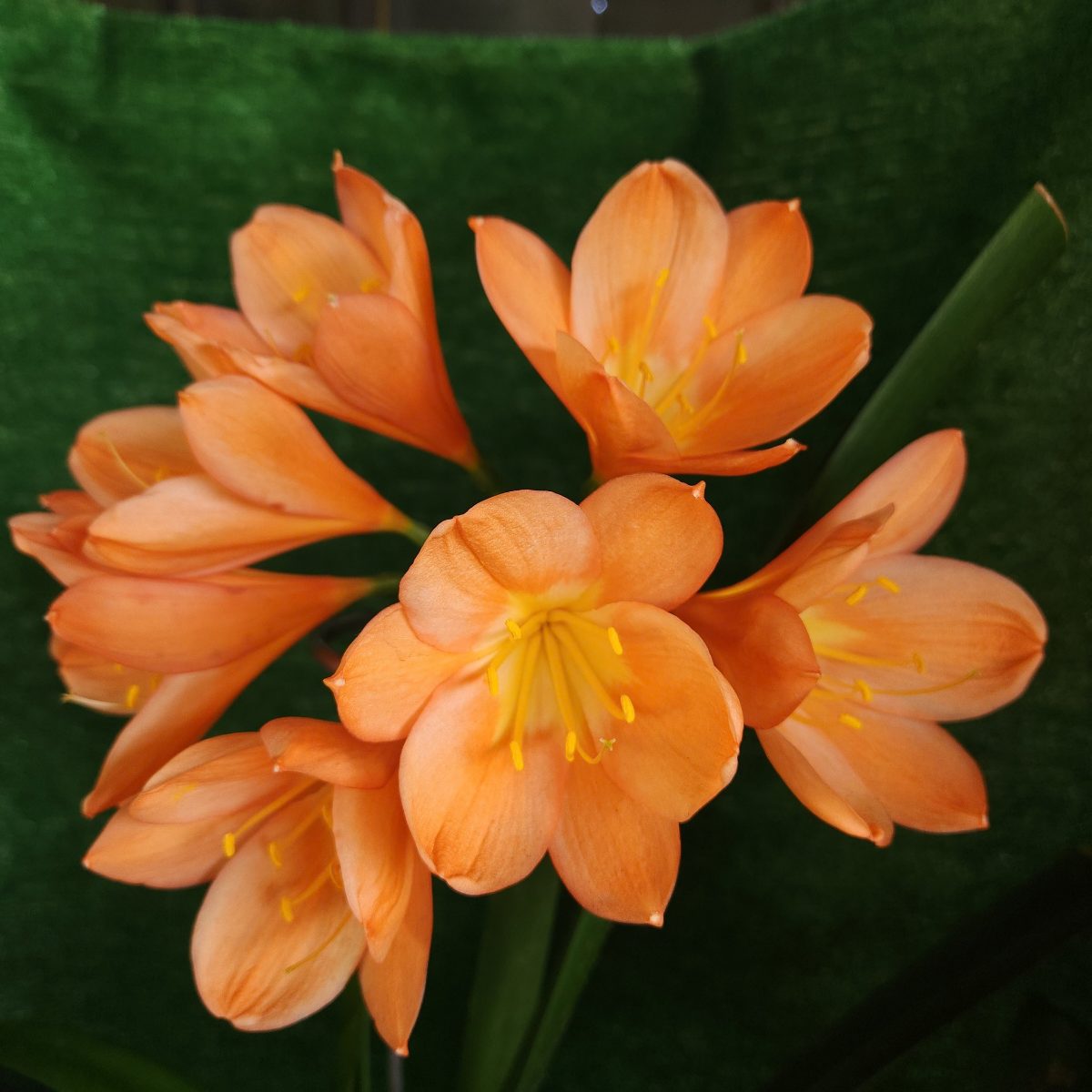 Apricot Clivia miniata