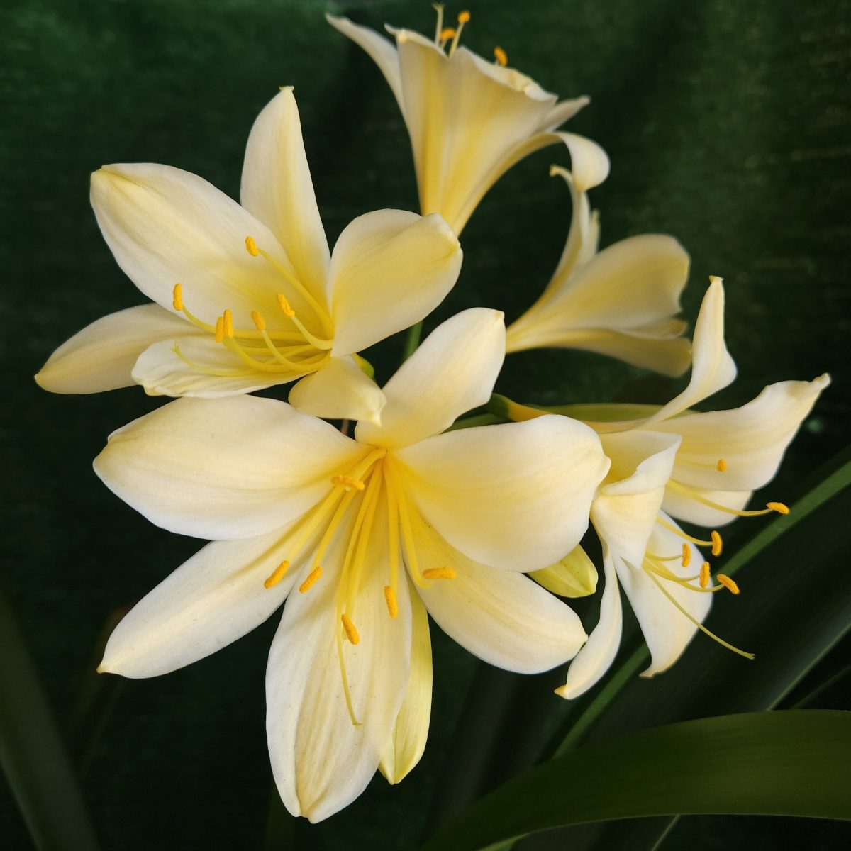 Yellow Clivia miniata