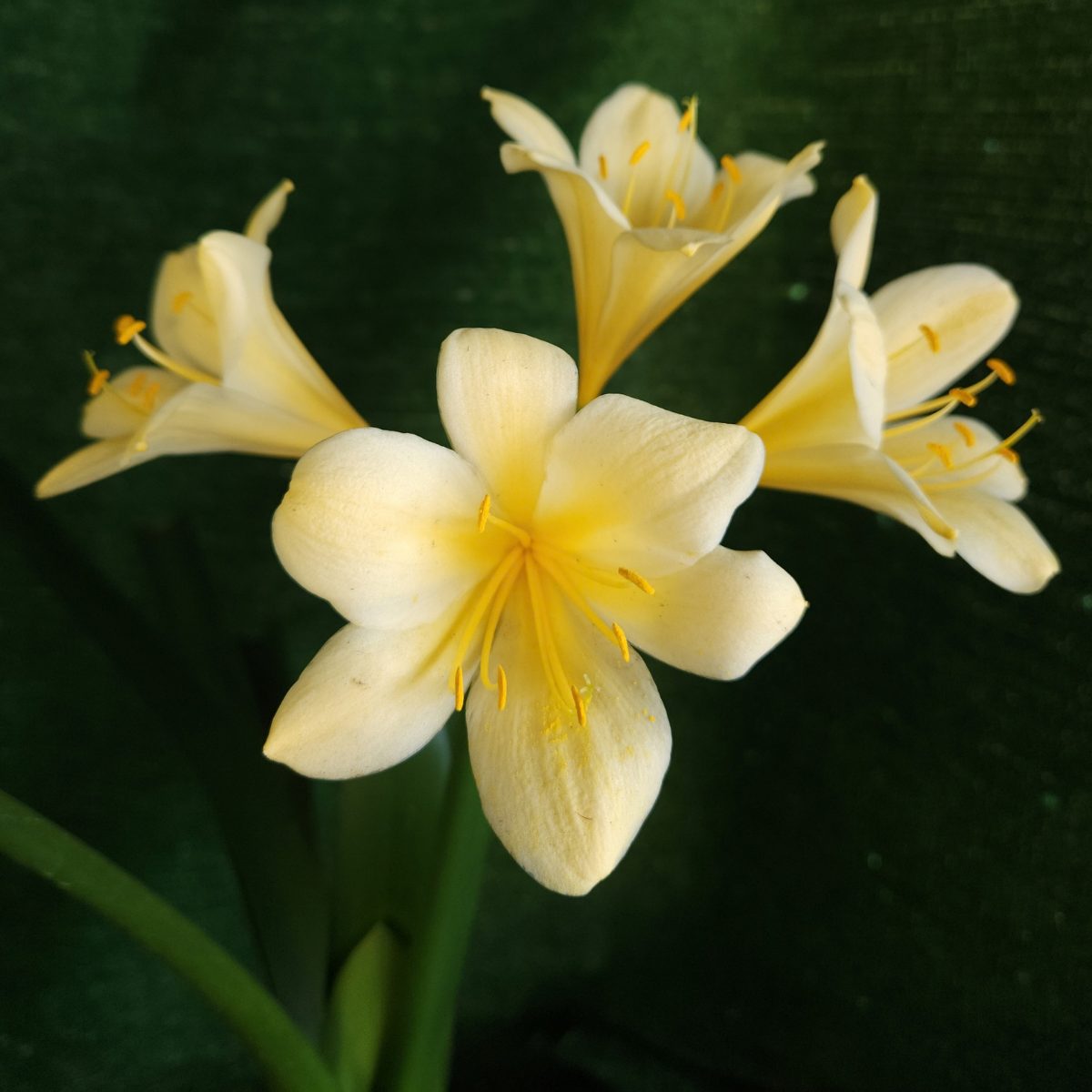 Yellow Clivia miniata