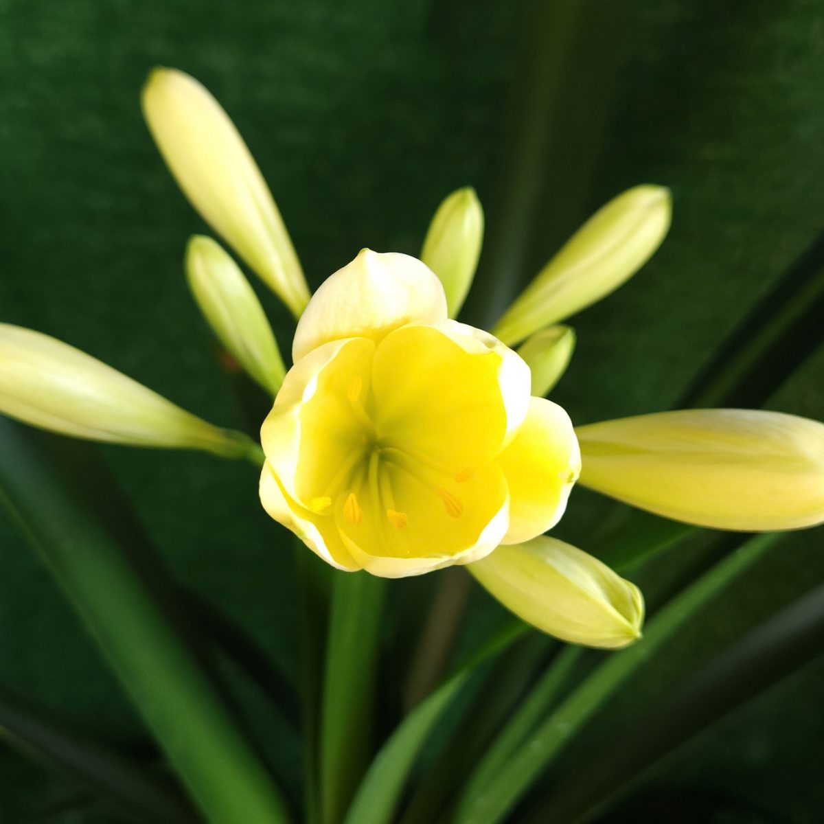 Yellow Green Throat Clivia miniata